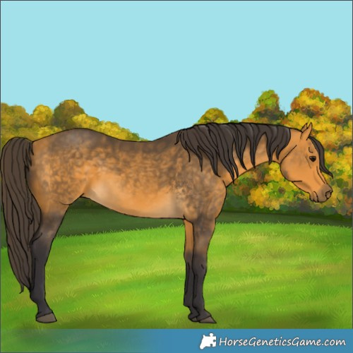 Horse Color:Buckskin 
