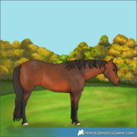 Horse Color:Bay 