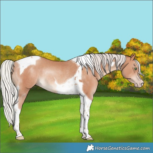Horse Color:Silver Sable Champagne Tobiano Rabicano