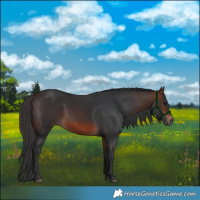 Horse Color:Brown 