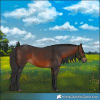 Horse Color:Brown 