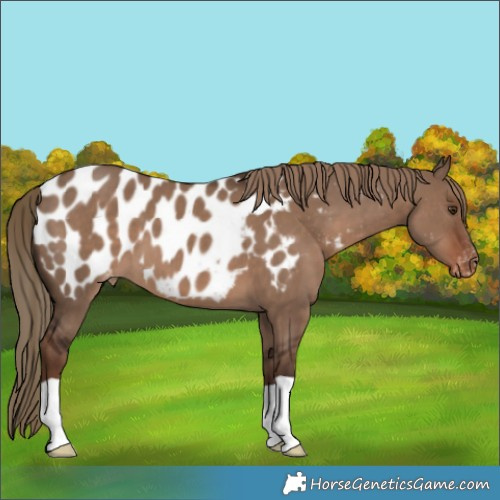 Horse Color:Liver Red Dun Appaloosa 
