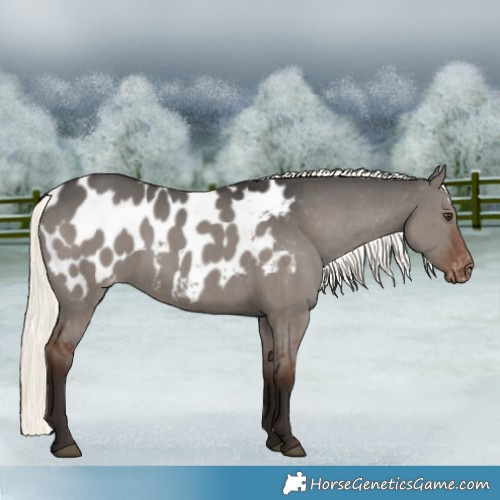 Horse Color:Liver Red Dun Mushroom Appaloosa Brindle 