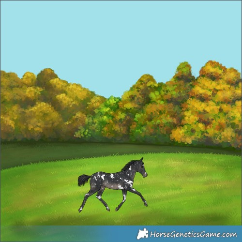 Horse Color:White Spotted Black Appaloosa Rabicano 