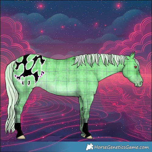 Horse Color:Plaid Silver Grullo Chinchilla Appaloosa Rabicano
