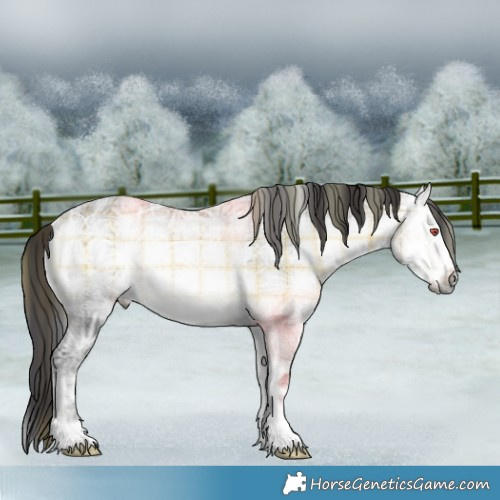 Horse Color:Plaid Buckskin Chinchilla Ice Onyx Rabicano