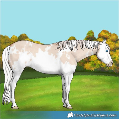 Horse Color:White Spotted Chocolate Silver Sable Champagne Dun Splash 