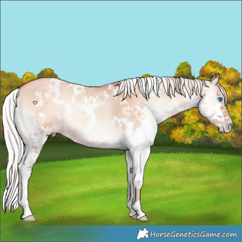 Horse Color:White Spotted Chocolate Silver Classic Champagne Onyx Splash 