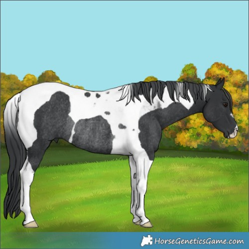 Horse Color:Black Chinchilla Tobiano Rabicano