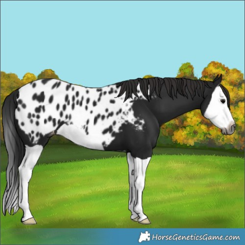 Horse Color:Gray Black Splash Appaloosa 