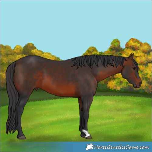 Horse Color:Brown 