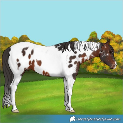 Horse Color:Brown Tobiano Appaloosa