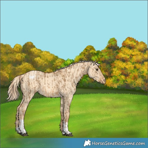 Horse Color:Chocolate Palomino Dun Appaloosa  and Gold Cream Champagne Dun Appaloosa 