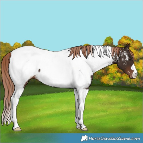 Horse Color:Liver Chestnut Tobiano Appaloosa 