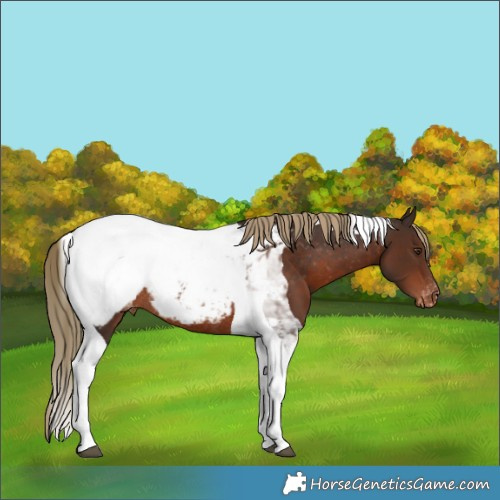 Horse Color:Liver Chestnut Tobiano Appaloosa Rabicano