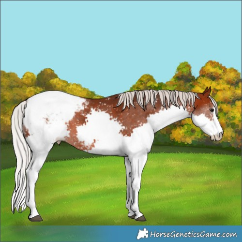 Horse Color:Silver Brown Sabino Splash Appaloosa