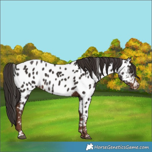 Horse Color:Liver Chestnut Appaloosa 