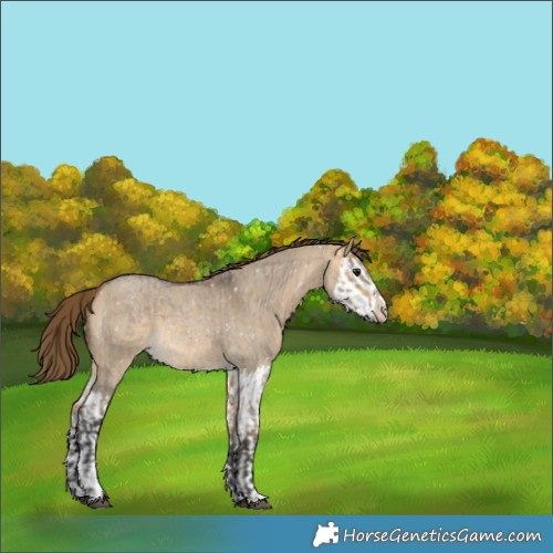 Horse Color:Buckskin Roan Dun Appaloosa  and Buckskin Roan Dun Splash Appaloosa 