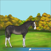 Horse Color:Smoky Black Splash 