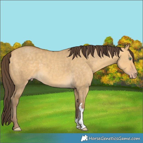 Horse Color:Sable Cream Champagne Dun Sabino Rabicano 