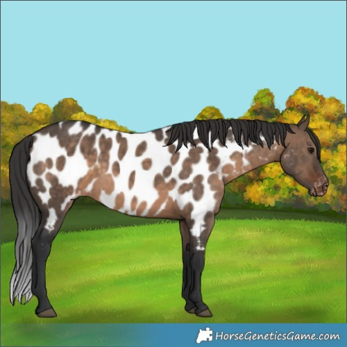 Horse Color:Brown Dun Appaloosa