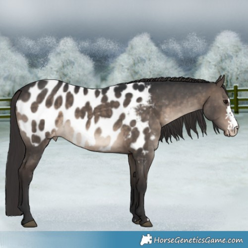 Horse Color:Brown Dun Sabino Appaloosa 