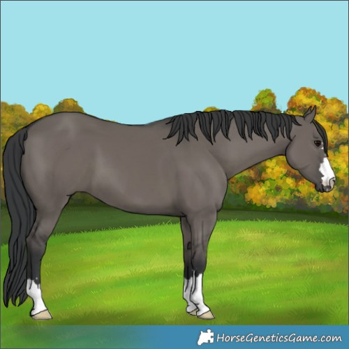 Horse Color:Grullo