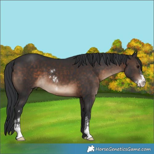 Horse Color:Brown Sabino 