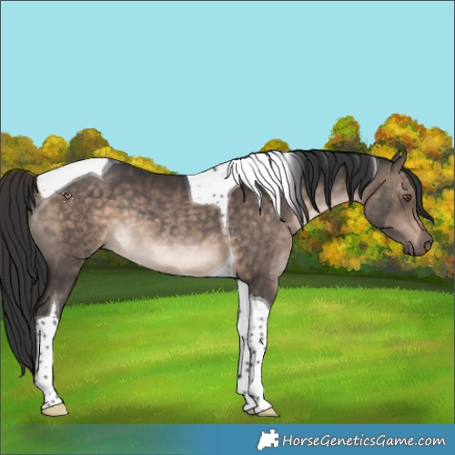 Horse Color:Brown Dun Tobiano 