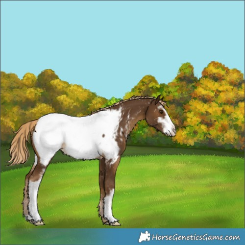 Horse Color:Chocolate Palomino Sabino Appaloosa 
