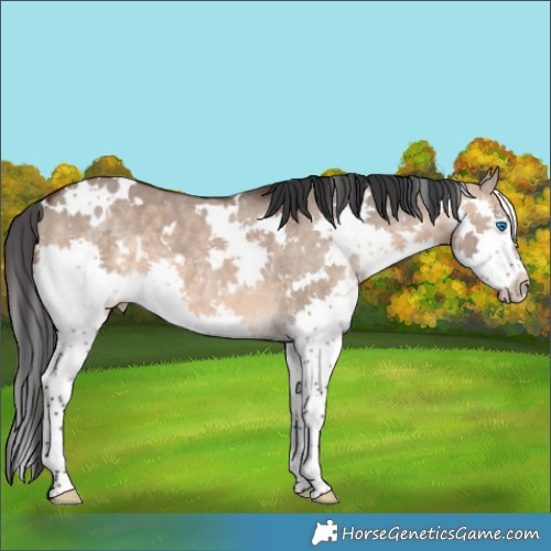 Horse Color:White Spotted Brown Dun Splash 