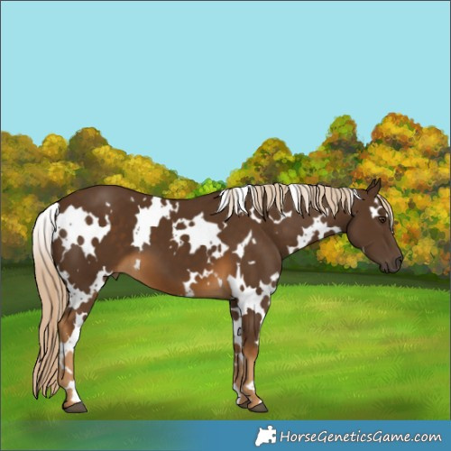 Horse Color:White Spotted Chocolate Palomino