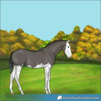 Horse Color:Grullo Splash 