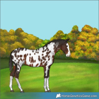 Horse Color:Liver Chestnut Splash Near Leopard 