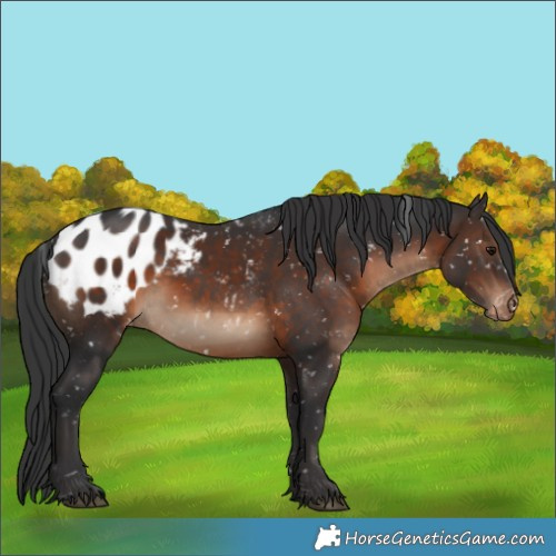 Horse Color:Brown Appaloosa 