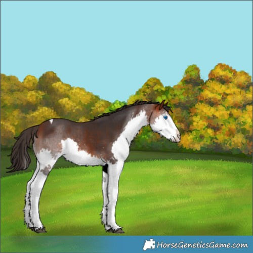 Horse Color:Bay Splash Tobiano Rabicano 