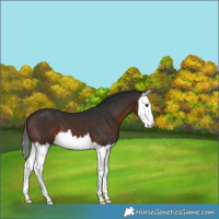 Horse Color:Brown Splash 