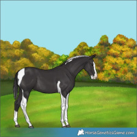 Horse Color:Smoky Black Splash Tobiano 