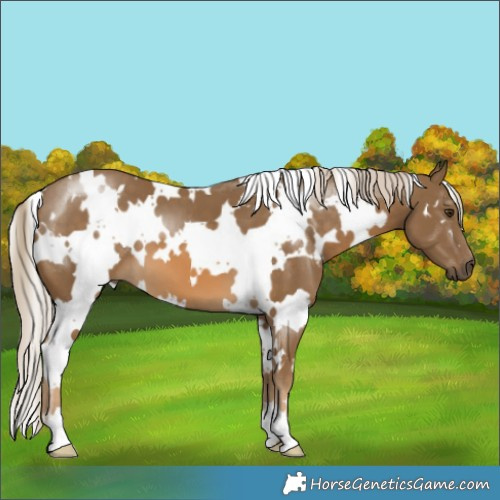 Horse Color:White Spotted Chocolate Palomino 