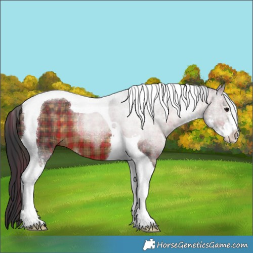 Horse Color:Plaid  Brown Sabino Tobiano 