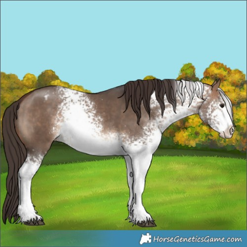 Horse Color:White Spotted Bay Dun Appaloosa 