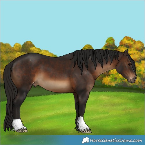 Horse Color:Gray Bay Appaloosa 