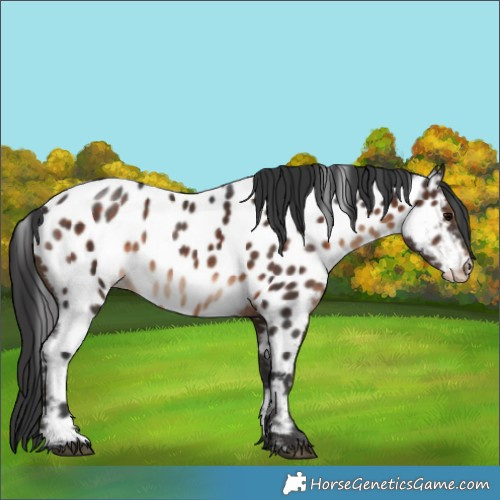 Horse Color:Brown Appaloosa 