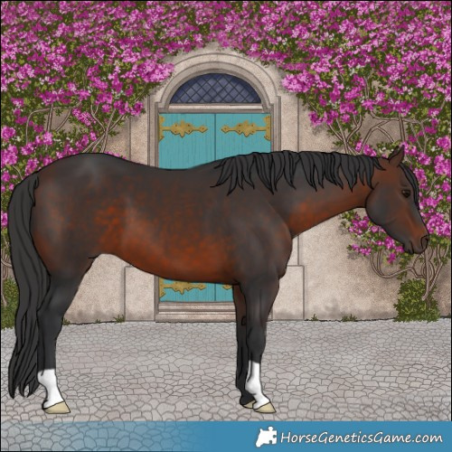 Horse Color:Brown 