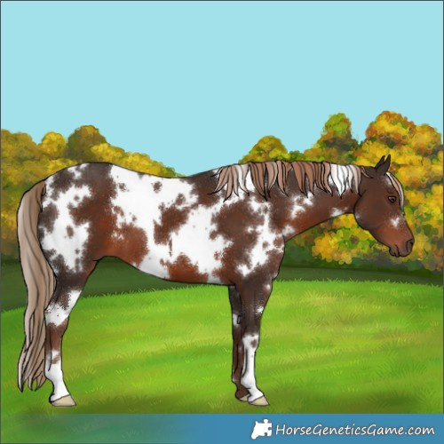 Horse Color:White Spotted Liver Chestnut