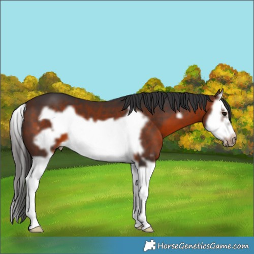 Horse Color:Brown Splash Frame 
