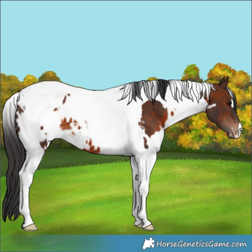 Horse Color:White Spotted Brown Tobiano Appaloosa 