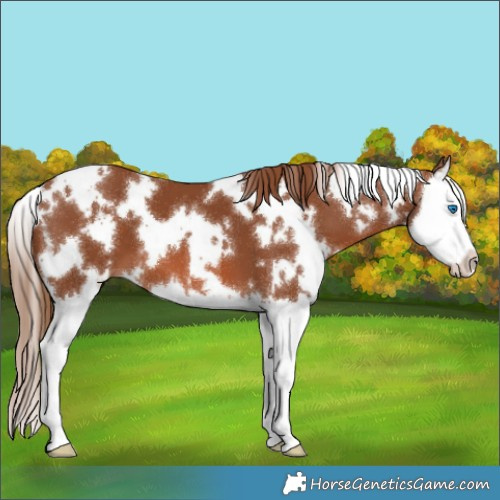 Horse Color:White Spotted Chestnut Splash