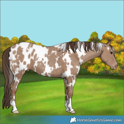 Horse Color:White Spotted Classic Champagne Appaloosa 