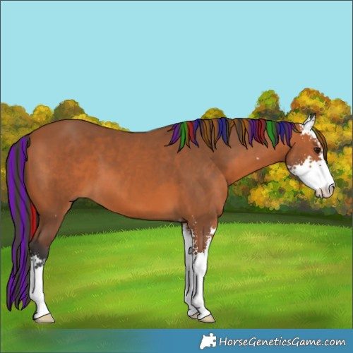 Horse Color:Painted Bay Sabino 